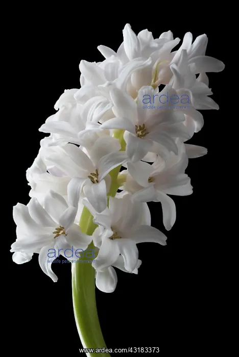 : Hyacinth, Hyacinthus, Side view of a single white : Hyacinth, Hyacinthus, Side view of a single white