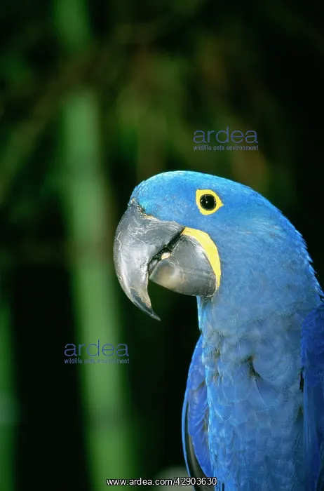 : HYACINTH MACAW : HYACINTH MACAW