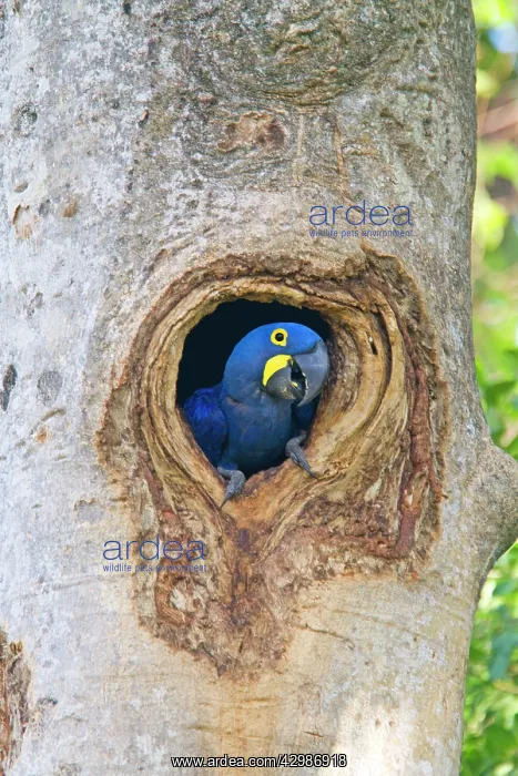 : Hyacinth Macaw : Hyacinth Macaw