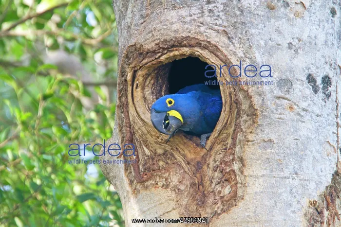  : Hyacinth Macaw