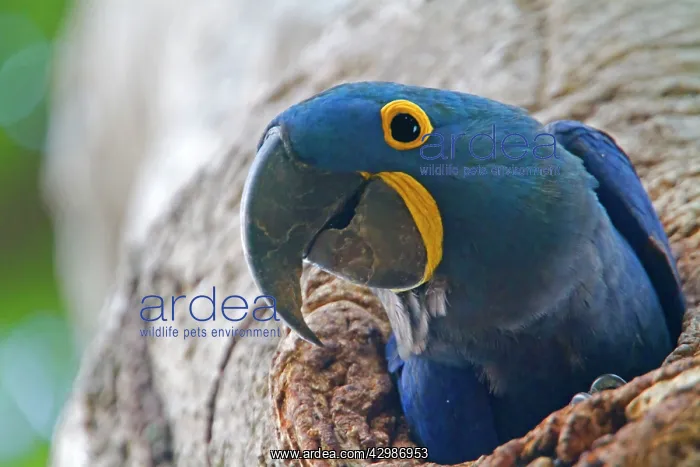 : Hyacinth Macaw : Hyacinth Macaw