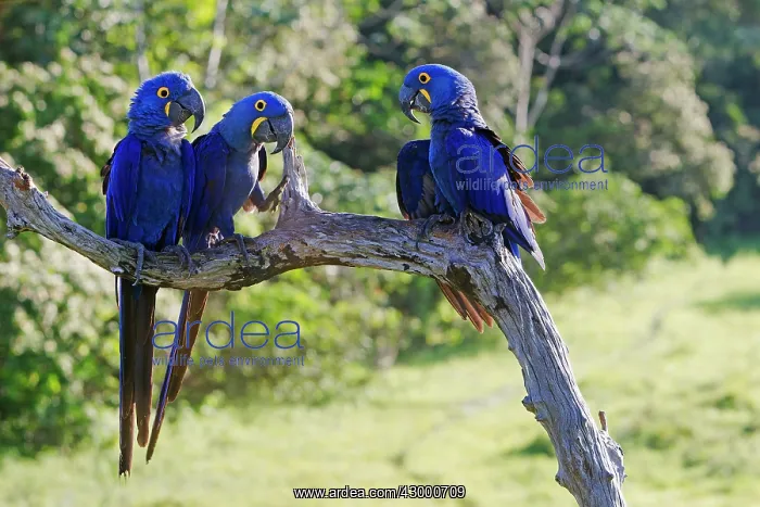: Hyacinth Macaw : Hyacinth Macaw