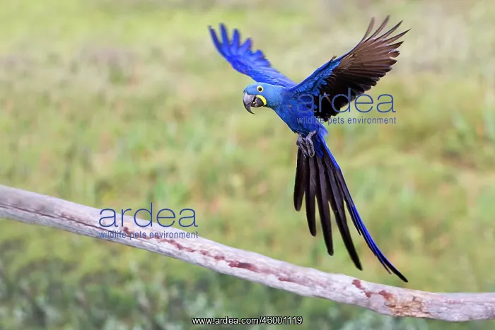 : Hyacinth Macaw : Hyacinth Macaw