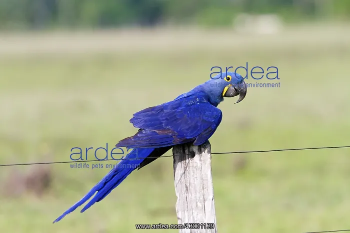 : Hyacinth Macaw : Hyacinth Macaw