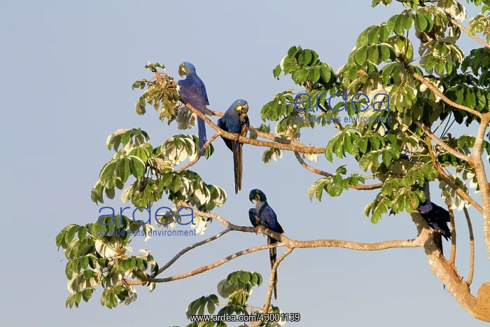 : Hyacinth Macaw : Hyacinth Macaw