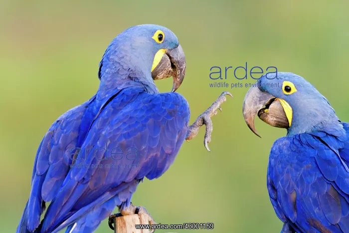: Hyacinth Macaw : Hyacinth Macaw
