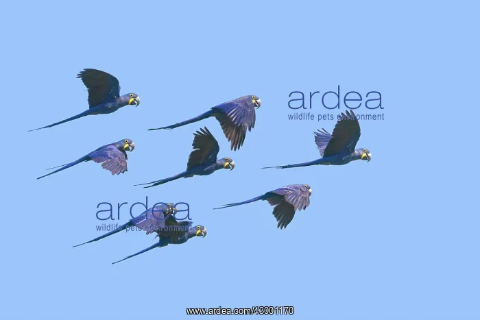 : Hyacinth Macaw : Hyacinth Macaw