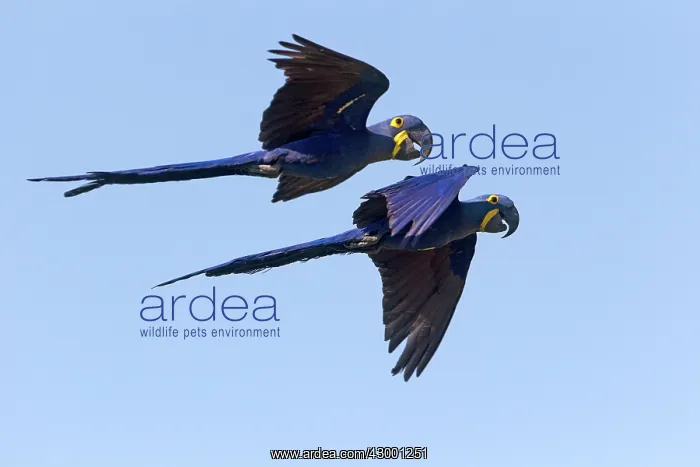 : Hyacinth Macaw : Hyacinth Macaw