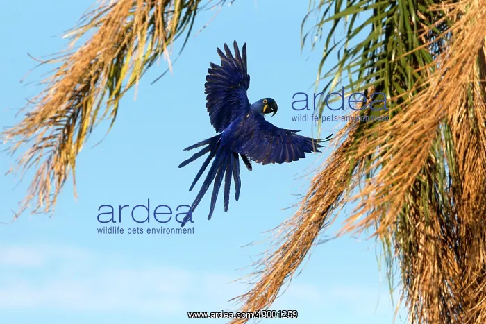 : Hyacinth Macaw : Hyacinth Macaw