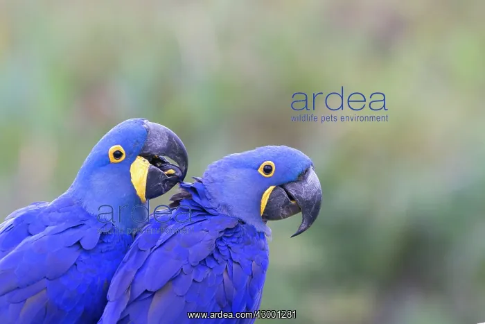 : Hyacinth Macaw : Hyacinth Macaw