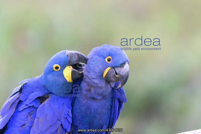 : Hyacinth Macaw : Hyacinth Macaw