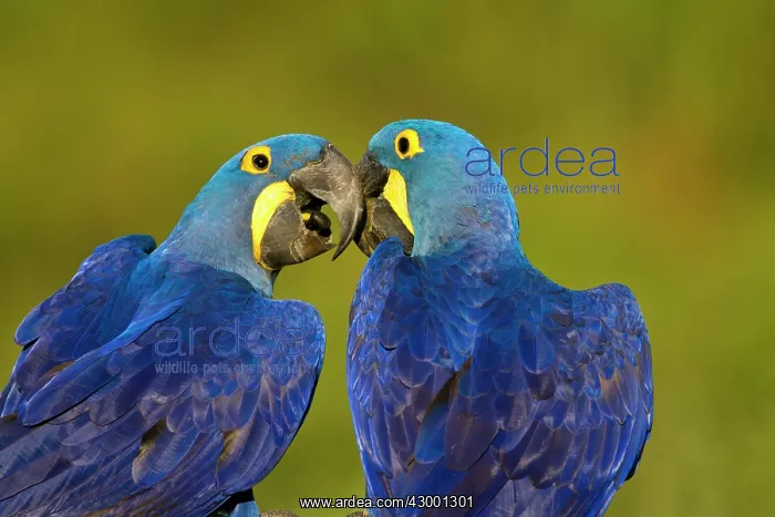  : Hyacinth Macaw