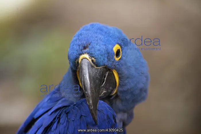 : Hyacinth Macaw : Hyacinth Macaw