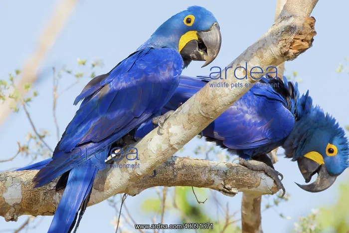 : Hyacinth Macaw : Hyacinth Macaw