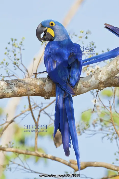: Hyacinth Macaw : Hyacinth Macaw