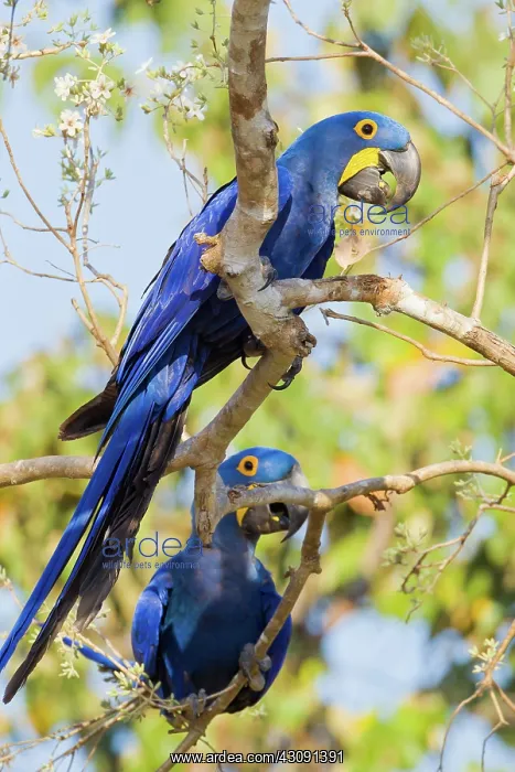 : Hyacinth Macaw : Hyacinth Macaw