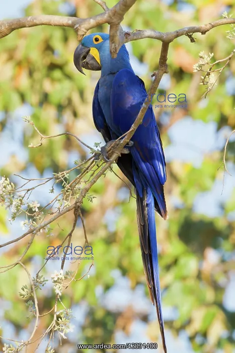 : Hyacinth Macaw : Hyacinth Macaw