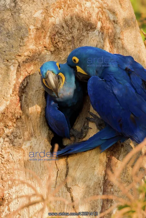 : Hyacinth Macaw : Hyacinth Macaw