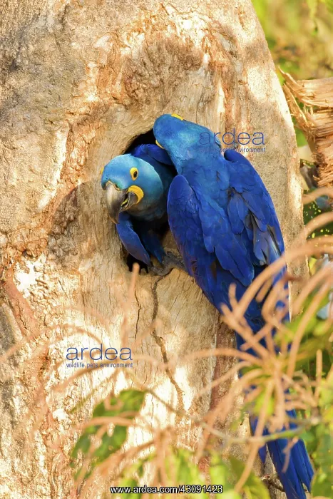 : Hyacinth Macaw : Hyacinth Macaw