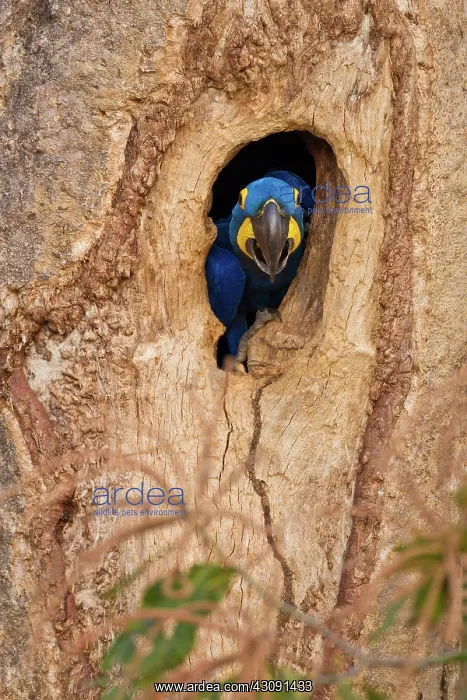: Hyacinth Macaw : Hyacinth Macaw