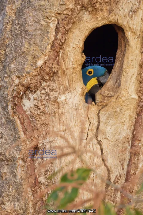 : Hyacinth Macaw : Hyacinth Macaw