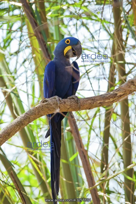 : Hyacinth Macaw : Hyacinth Macaw