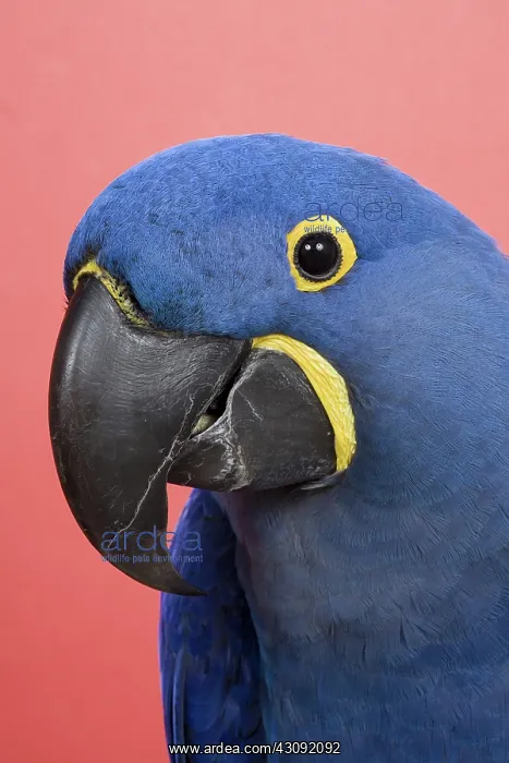 : Hyacinth Macaw : Hyacinth Macaw