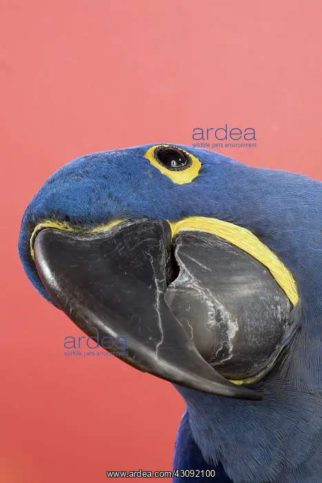 : Hyacinth Macaw : Hyacinth Macaw