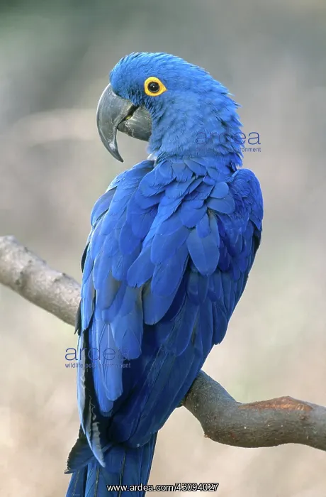 : Hyacinth Macaw : Hyacinth Macaw
