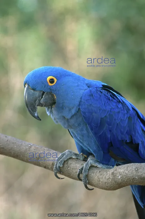 : Hyacinth Macaw : Hyacinth Macaw