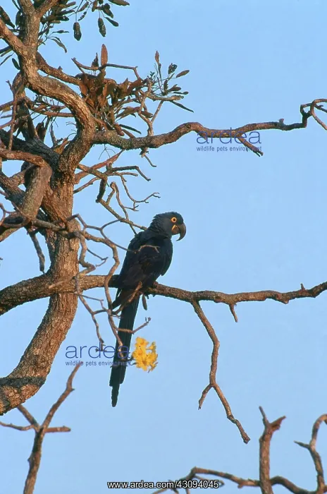 : Hyacinth Macaw : Hyacinth Macaw