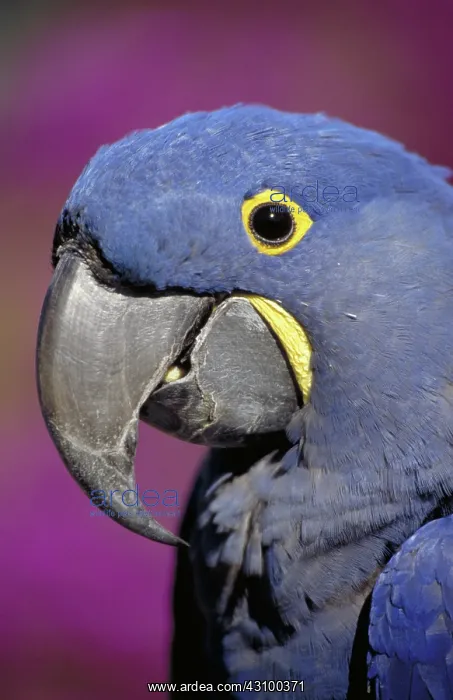 : Hyacinth macaw : Hyacinth macaw