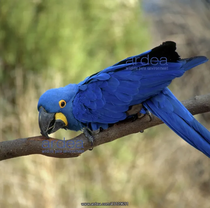 : Hyacinth Macaw : Hyacinth Macaw