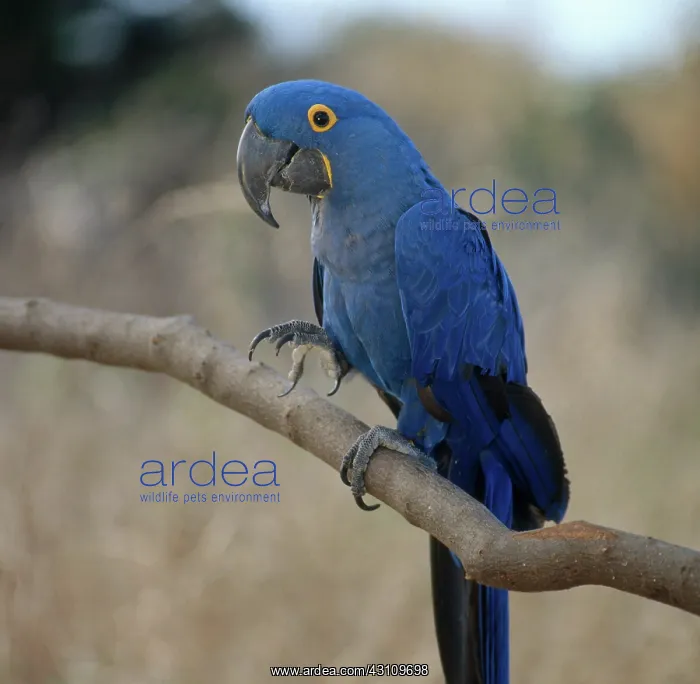 : Hyacinth Macaw : Hyacinth Macaw