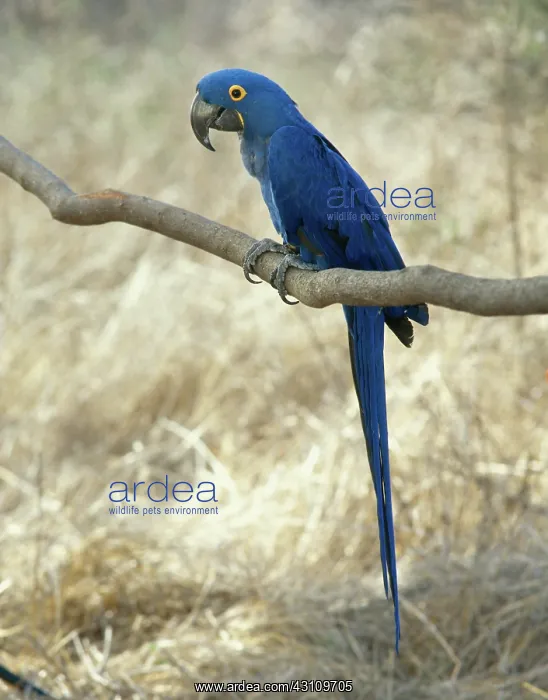 : Hyacinth Macaw : Hyacinth Macaw