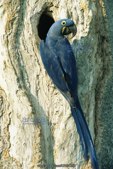 : Hyacinth Macaw : Hyacinth Macaw