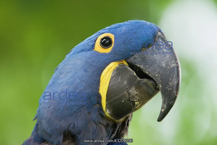 : Hyacinth Macaw : Hyacinth Macaw