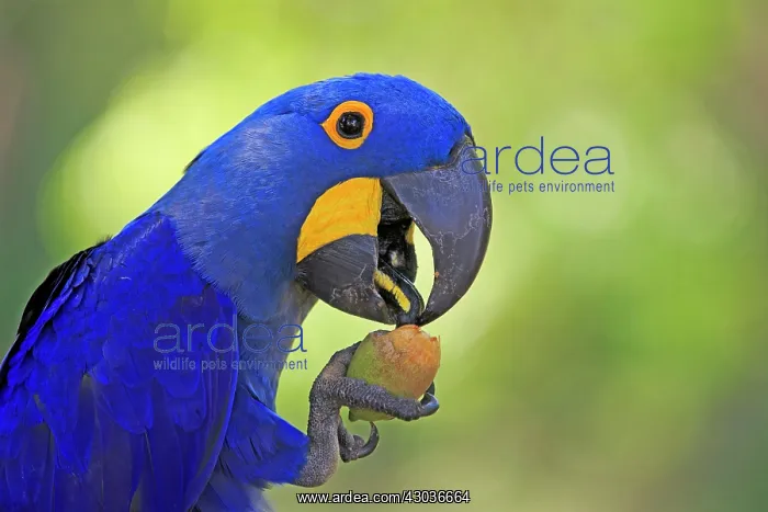 : Hyacinth Macaw adult eating a fruit of a Palm Tree : Hyacinth Macaw adult eating a fruit of a Palm Tree