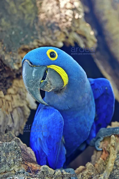 : Hyacinth Macaw adult at the entrance of the cavity : Hyacinth Macaw adult at the entrance of the cavity