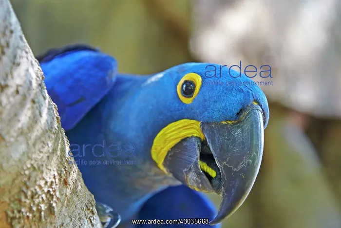 : Hyacinth Macaw adult at the entrance of the cavity : Hyacinth Macaw adult at the entrance of the cavity