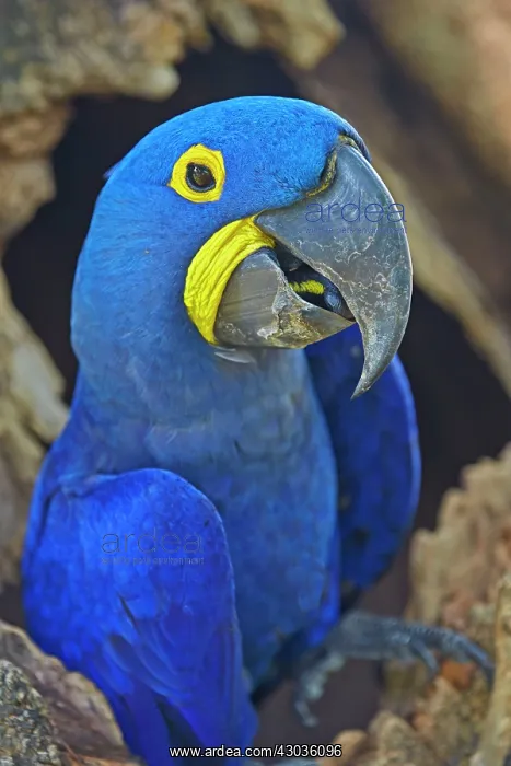 : Hyacinth Macaw adult at the entrance of the cavity : Hyacinth Macaw adult at the entrance of the cavity