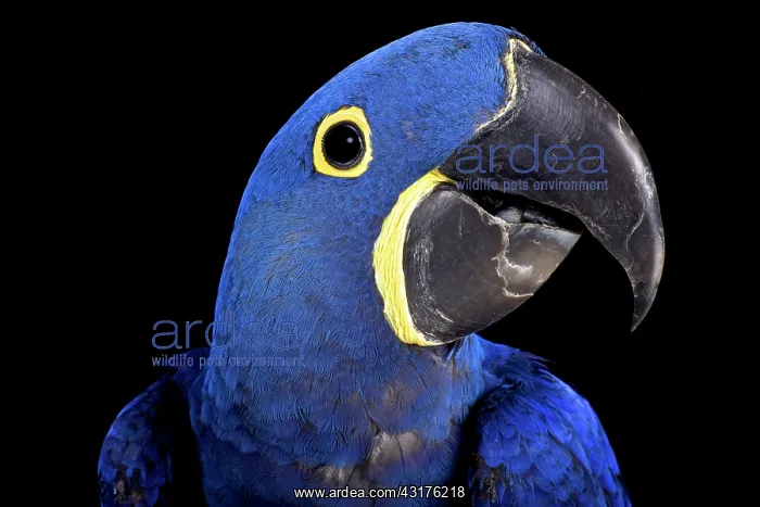 : Hyacinth macaw (Anodorhynchus hyacinthinus), Brazil : Hyacinth macaw (Anodorhynchus hyacinthinus), Brazil