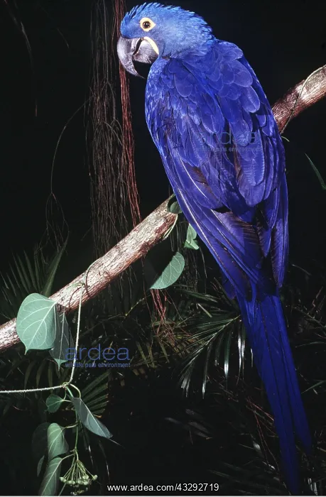 : HYACINTH MACAW - on branch : HYACINTH MACAW - on branch