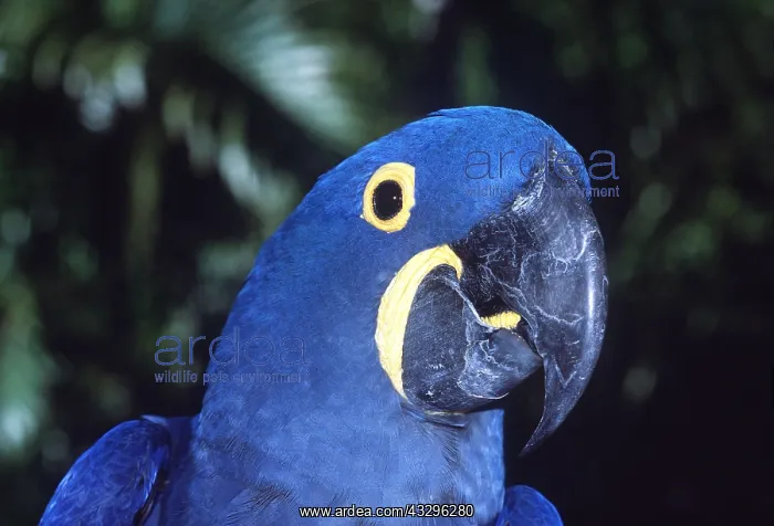 : HYACINTH MACAW - close-up : HYACINTH MACAW - close-up