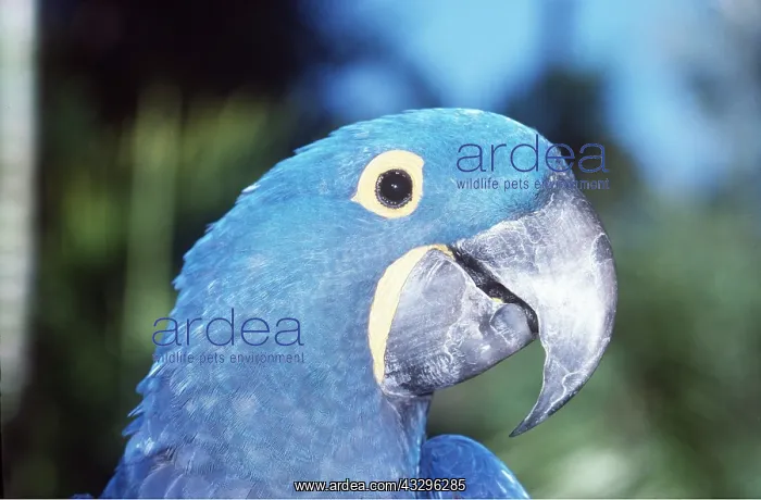 : HYACINTH MACAW - close-up : HYACINTH MACAW - close-up