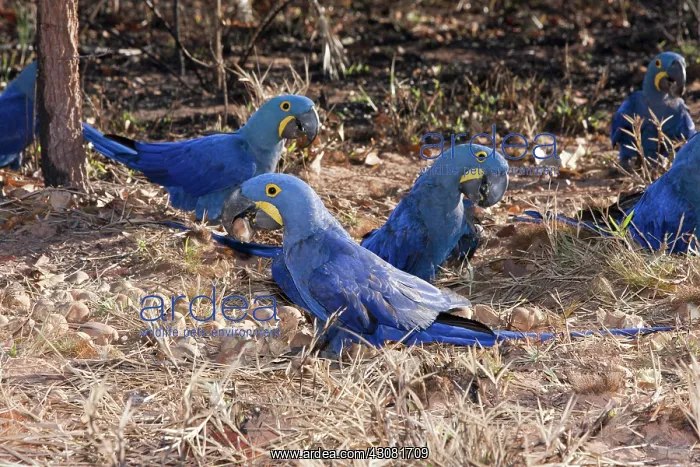 : Hyacinth Macaw Flock : Hyacinth Macaw Flock