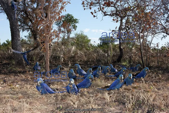 : Hyacinth Macaw Flock : Hyacinth Macaw Flock