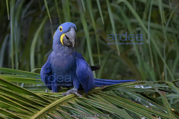 : Hyacinth macaw, Mato Grosso, Pantanal, Brazil, South America : Hyacinth macaw, Mato Grosso, Pantanal, Brazil, South America