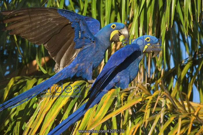 : Hyacinth Macaw - a pair of adults sitting on a : Hyacinth Macaw - a pair of adults sitting on a