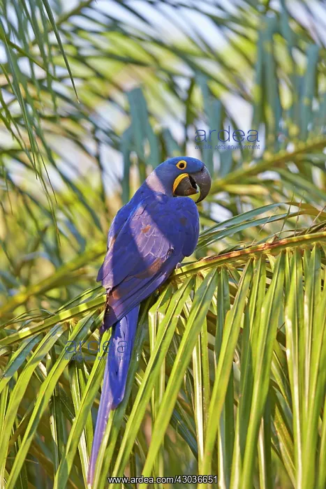 : Hyacinth Macaw Pantanal area Mato Grosso Brazil : Hyacinth Macaw Pantanal area Mato Grosso Brazil